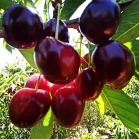 فروش ۴۰۰الی ۵۰۰ اصله نهال دو سه ساله زیر قیمت