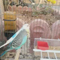 مرغ عشق|پرنده|شیراز, قلعه شاهزاده بیگم|دیوار