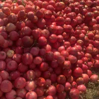 انار رباب قرمز