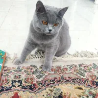 گربه اسکاتیش|گربه|رفسنجان, |دیوار