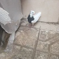 طوقی سیاه ماده جوون و پرشی