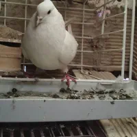 کبوتر|پرنده|بومهن, |دیوار