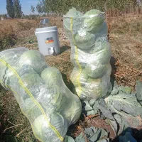 کلم سفید موقعیت سراب|خوردنی و آشامیدنی|دیواندره, |دیوار