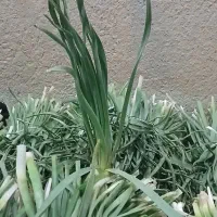 شل کوهی یا شلوک