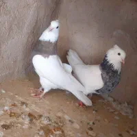 کبوتر طوقی زاغ