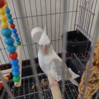 عروس هلندی نر|پرنده|تهران, یاخجی آباد|دیوار