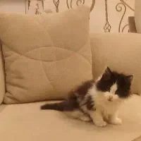 بچه گربه