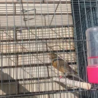 یک عدد قناری نر|پرنده|کرمان, |دیوار