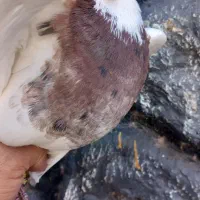 ۲ عدد نر|پرنده|زیباشهر, |دیوار