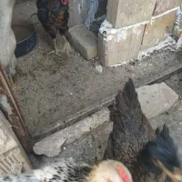 جوجه مرغ از نژادهای مختلف