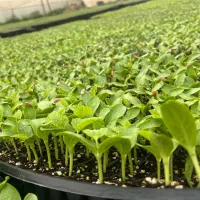 نشااصل تضمین و....