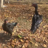 لاری اوشامو