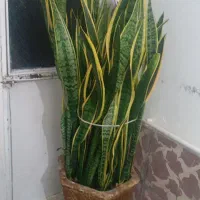 گل سانس زرد|گل و گیاه طبیعی|اردبیل, |دیوار