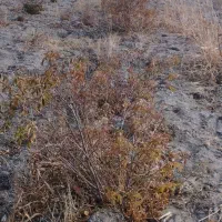 ریشه گل محمدی کاشان