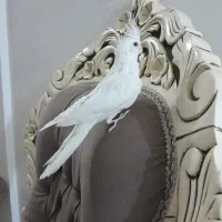 عروس البینو نر دستی