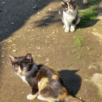 واگذاری گربه کوچولو ها