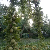 زمین-فروشی