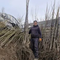 فروش نهال اصلاح شده مناسب مناطق سردسیر