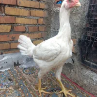 مرغ لاری اصیل