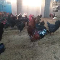 فروش خروس محلی