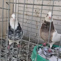 کبوتر طوقی هفت رنگ