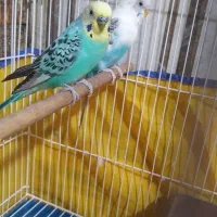 مرغ عشق جفت|پرنده|لالجین, |دیوار