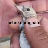سهره دورگ فیروز کوه و رسمی کیاسری
