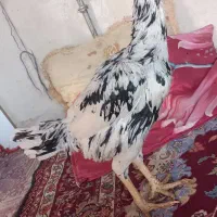 مرغ لاری انگلیس|حیوانات مزرعه|چهاربرج, |دیوار