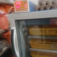 دستگاه جوجه کشی بلدرچین دماوند