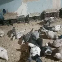 پرنده|پرنده|تربت‌حیدریه, پائین ولایت|دیوار