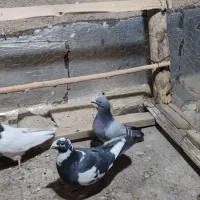 کبوتر نر پلنگ و ماده پلاکی ،تک