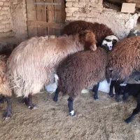 قوچ همو سه ساله|حیوانات مزرعه|سیستان, |دیوار