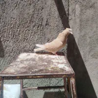 یک جفت ابلغ و یه زد ماده دهنجور