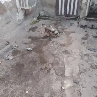 اردک