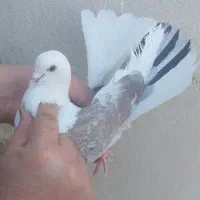 کفتر گرفتنی