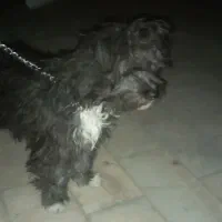 واگذاری سگ شیتزو تریر اصل آلمانی