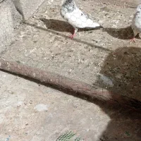 کبوتر|پرنده|مسجد سلیمان, |دیوار