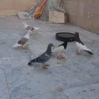 کفتر|پرنده|قائن, |دیوار