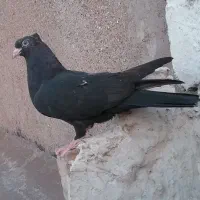 کبوتر جوجه سینه سیاه ازبهترین نسل...