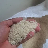 برنج دشت مغان