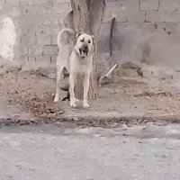 واگذاری سگ سرابی نر