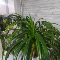 پاندانوس بزرگ