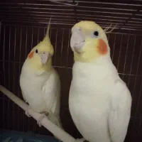 جفت عروس هلندی لوتینو|پرنده|تبریز, |دیوار