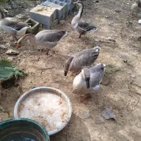 قوغاز لیندا اصیل خاکستری از بهترین نژاد