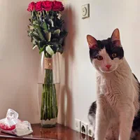 گربه نر|گربه|تهران, جمهوری|دیوار
