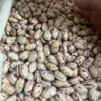 لوبیا چیتی خشک