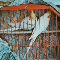 ۲ مرغ هلندی