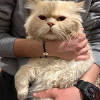 واگذاری گربه پرشین