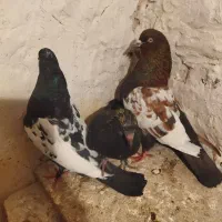 کفتر سین دارقیمث ۱۲۰۰