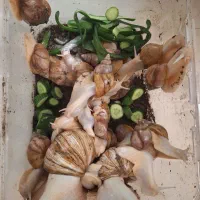 حلزون آلبینو